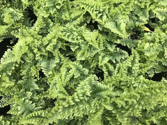 Nephrolepis exaltata Boston Blue Bell